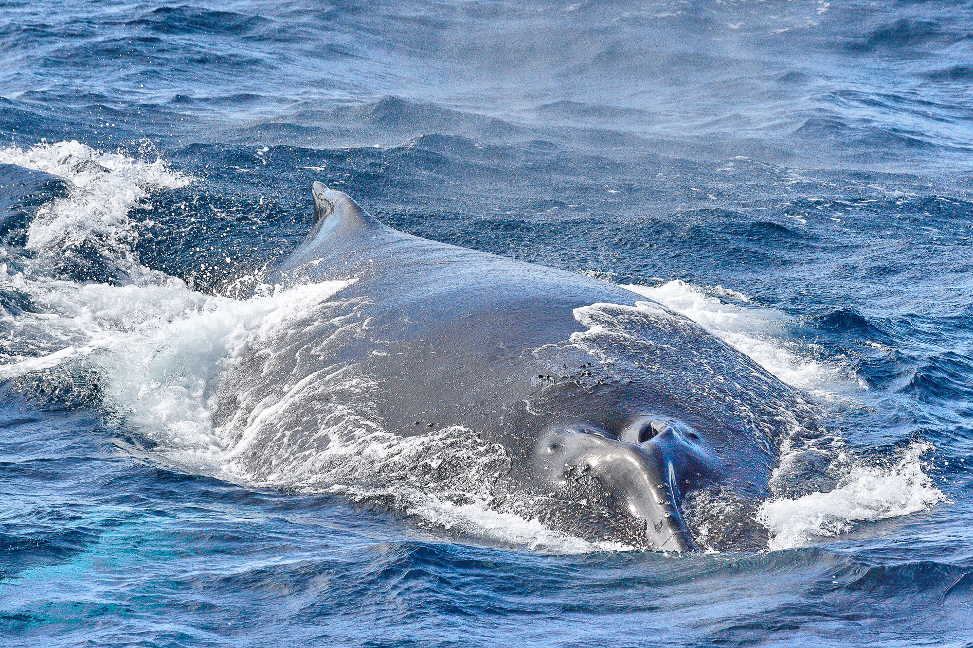 humpback whale